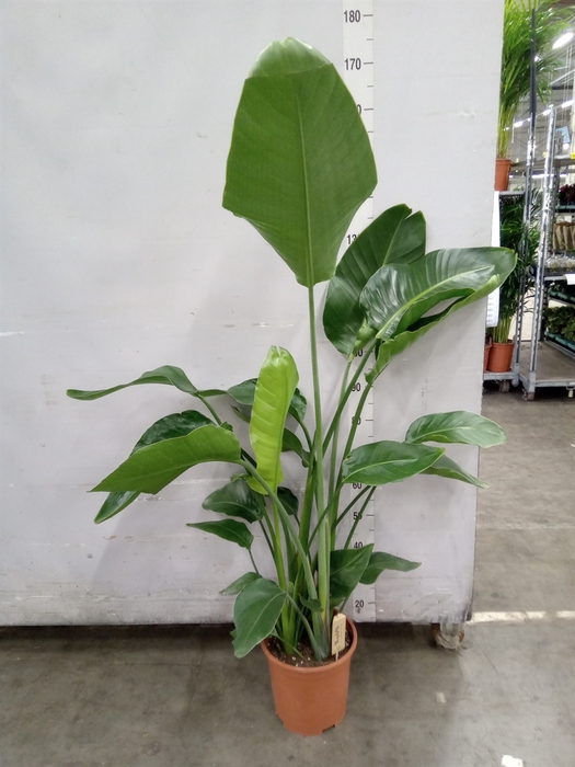 <h4>Strelitzia nicolai</h4>