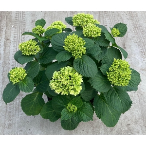 Hydrangea mac. 'Crystal Palace'