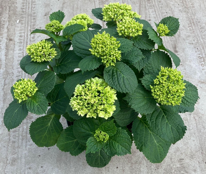 <h4>Hydrangea mac. 'Crystal Palace'</h4>