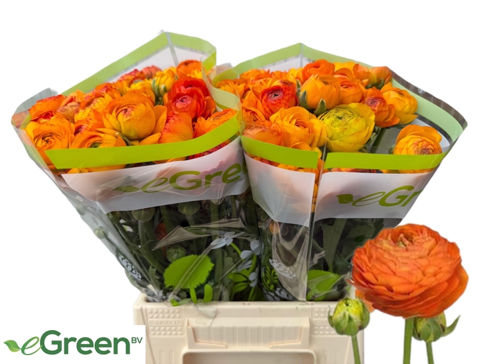 <h4>RAN AAZUR ORANGE</h4>