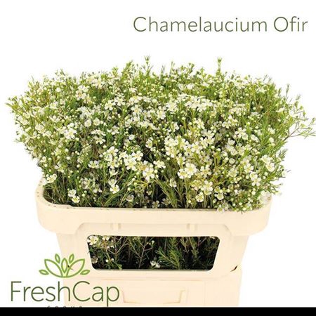 <h4>Chame Un Ofir</h4>