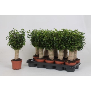 Ficus Natasja 12Ø 40cm 3pp