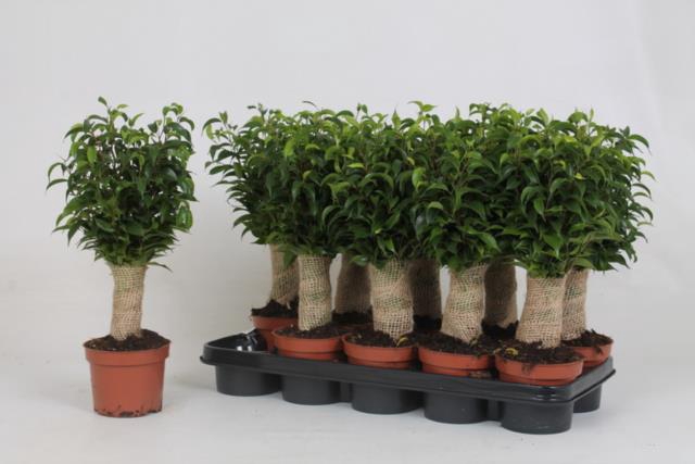 Ficus Natasja 12Ø 40cm 3pp