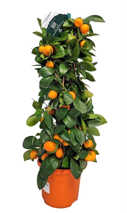 <h4>CITR MICROCARPA</h4>