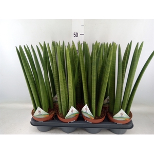 Sansevieria cyl.  ...