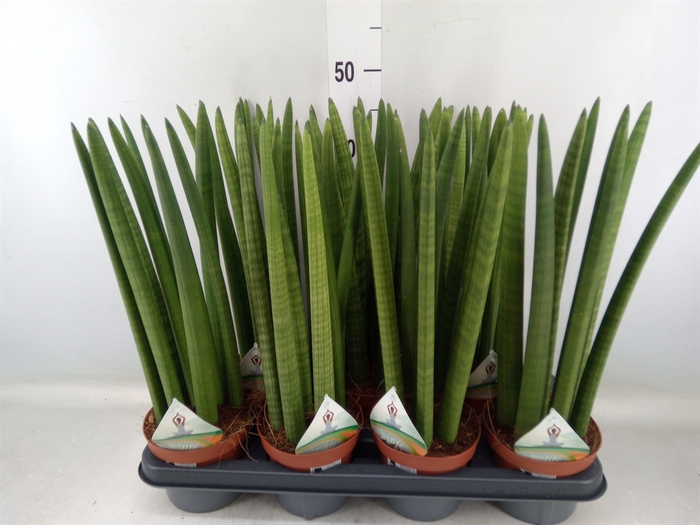 <h4>Sansevieria cyl.  ...</h4>