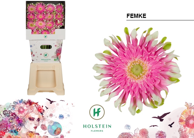 <h4>Gerbera Pasta Femke Diamond</h4>