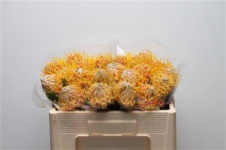 <h4>Leuco Veldfire</h4>