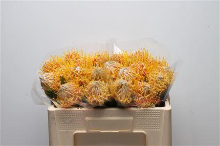 <h4>Leuco Veldfire</h4>