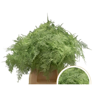 Asparagus 1e Veren Mint Groen