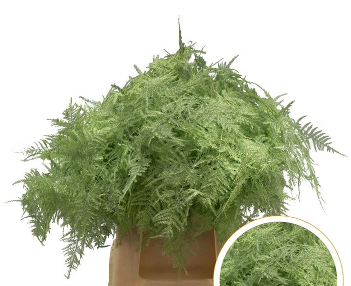 <h4>Asparagus 1e Veren Mint Groen</h4>