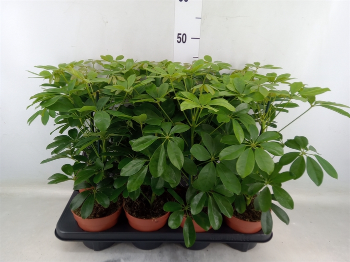 <h4>Schefflera arbor. 'Nora'</h4>