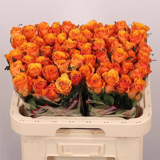 <h4>R GR TYCOON</h4>