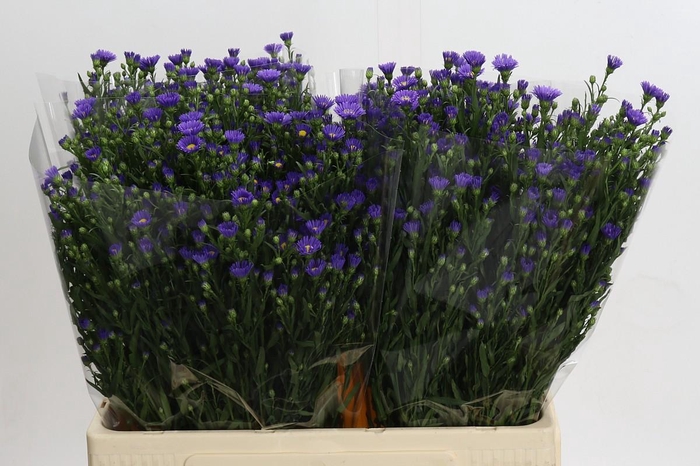 <h4>Aster Casamare</h4>