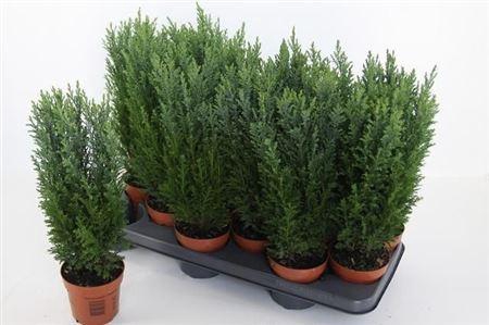 arr8 Cham L Ellwoodii