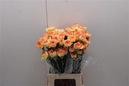 <h4>Di St Bioro</h4>