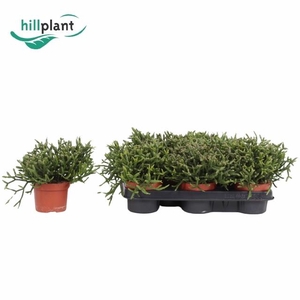 RHIPSALIS BURCHELLII