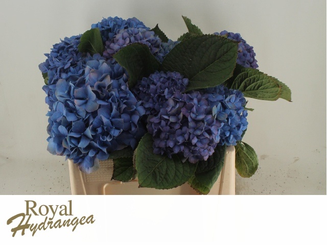 <h4>HYDR M CH PIMPERNEL</h4>