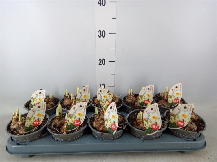 <h4>Narcissus ...</h4>