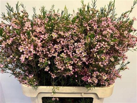 <h4>Chame Un Early Nir</h4>