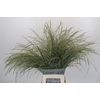 Panicum Dewey Blue