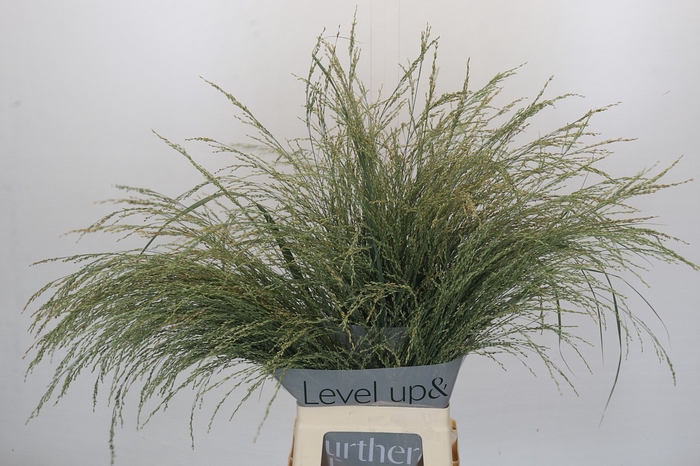 Panicum Dewey Blue