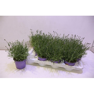 arr8 Lavan An Essence Pur