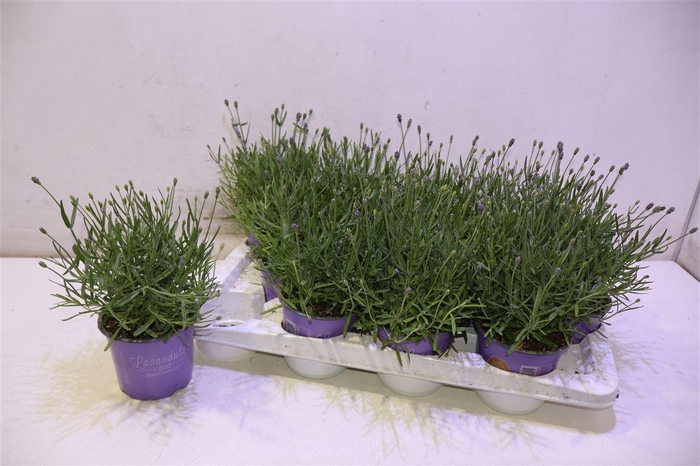 <h4>Lavan An Essence Pur</h4>