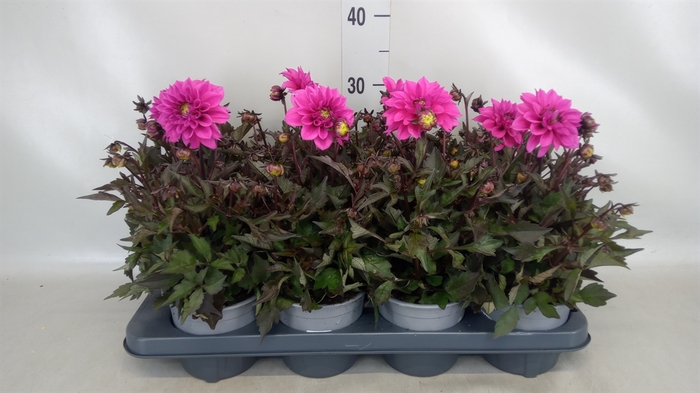 <h4>Dahlia  'Gardenetta DL Lavender'</h4>