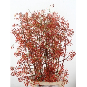 ROSA CORALLO ORANGE 150CM