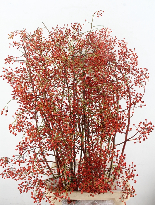 <h4>ROSA CORALLO ORANGE 150CM</h4>