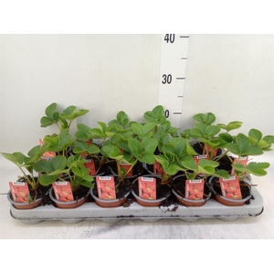 Fragaria ananassa 'Elsanta'