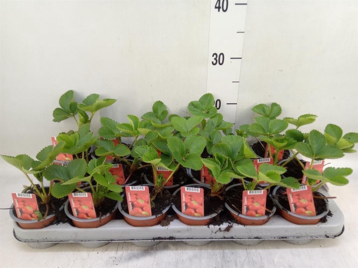 <h4>Fragaria ananassa 'Elsanta'</h4>