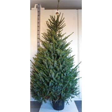 <h4>PICEA OMORIKA</h4>