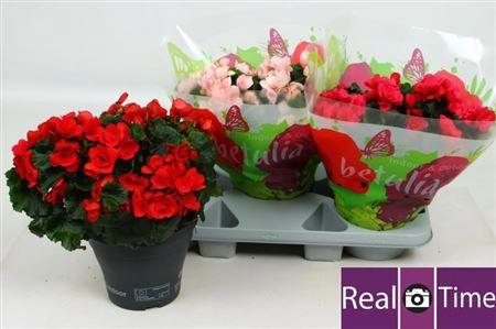 <h4>Beg En Betulia Gem</h4>