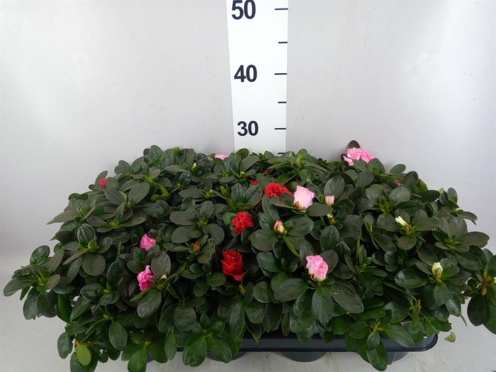 <h4>Rhododendron sim. 'Hellmut V' .mix</h4>