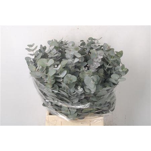 Euc Cinerea Per Bunch 150 Gram S U P E R