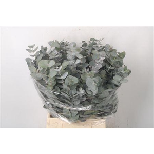Euc Cinerea Per Bunch 150 Gram
