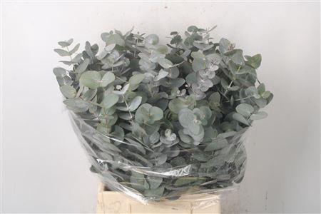 <h4>Euc Cinerea Per Bunch 150 Gram</h4>