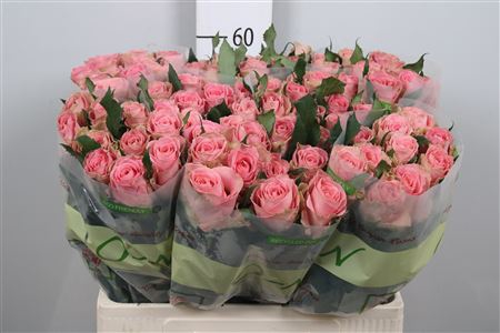 <h4>R Gr Hermosa+</h4>