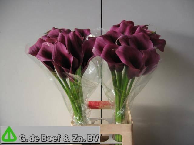 <h4>ZANT ACCENT</h4>