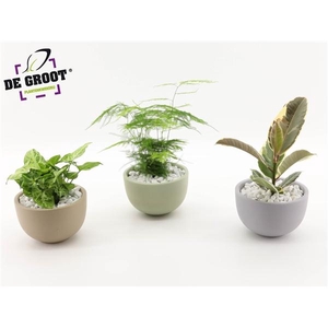 Arrangement gemengd in schaal