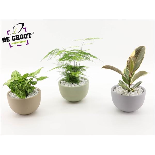 <h4>Arrangement gemengd in schaal</h4>