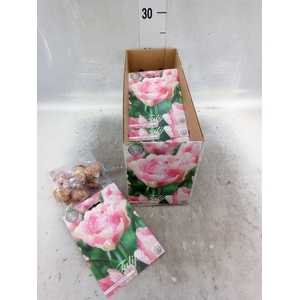 Tulipa   ...flowerbulbs