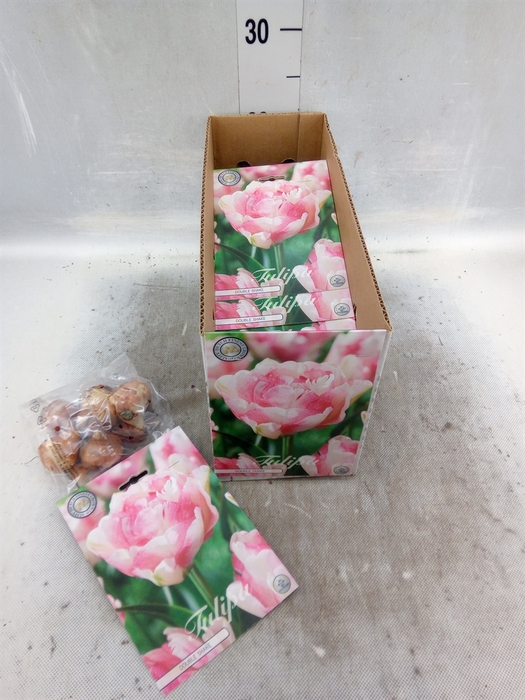 <h4>Tulipa   ...flowerbulbs</h4>