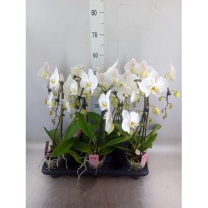 Phalaenopsis  'Ant Leeds'