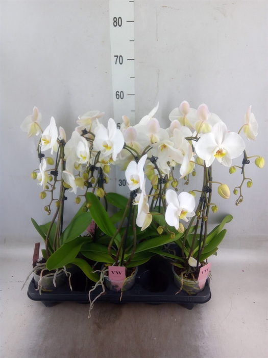 <h4>Phalaenopsis  'Ant Leeds'</h4>