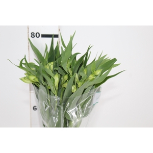 ALSTROEMERIA AKEMI 080 CM