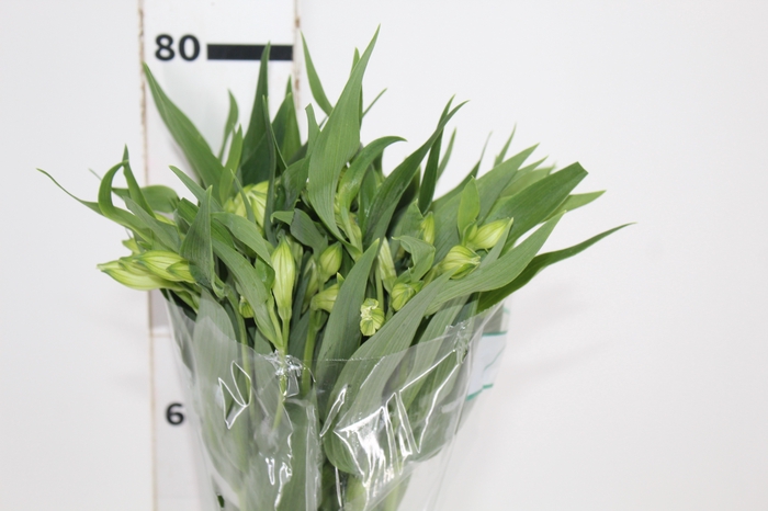 <h4>ALSTROEMERIA AKEMI 080 CM</h4>