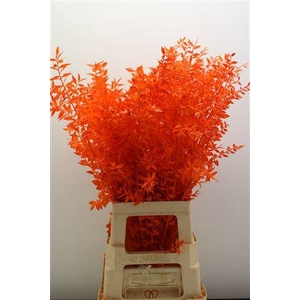 Dr Ruscus Bleach Oranje